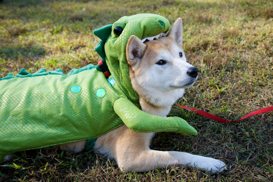 Dog in Green Halloween Costume, Eaten by Dinosaur Lizard
